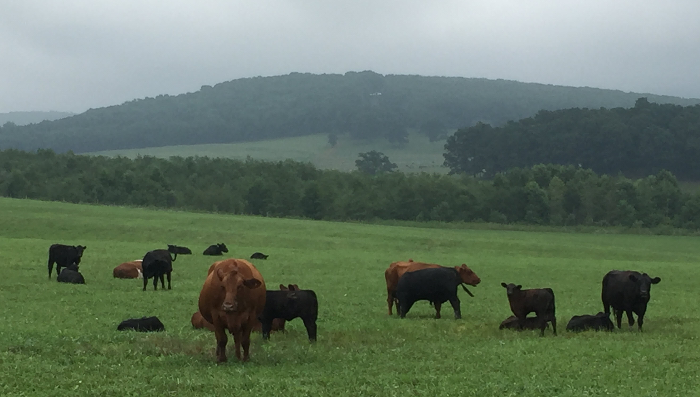 Bucolic Garrett County Maryland farm